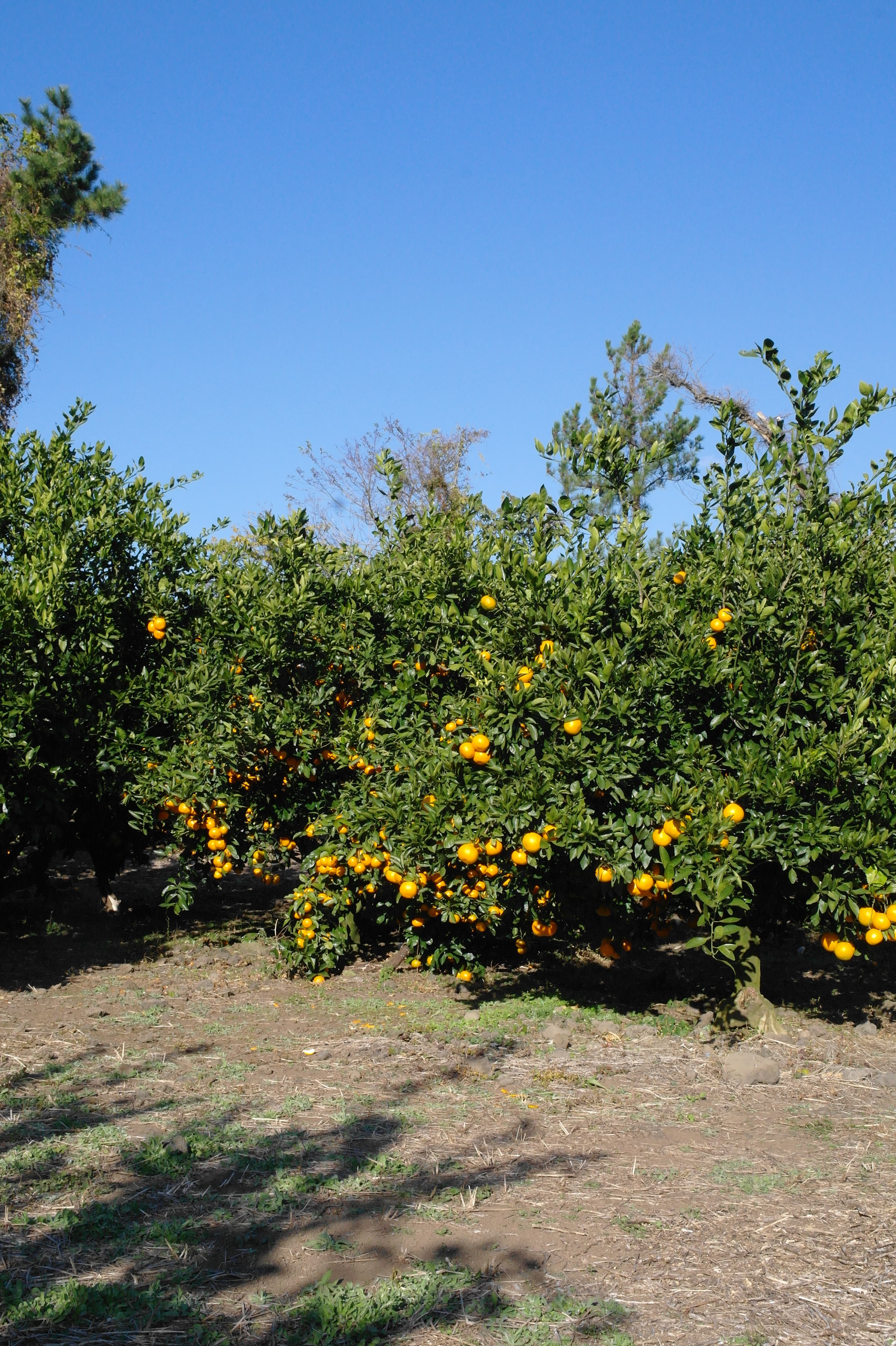 Jeju Tangerine Farm - image 2