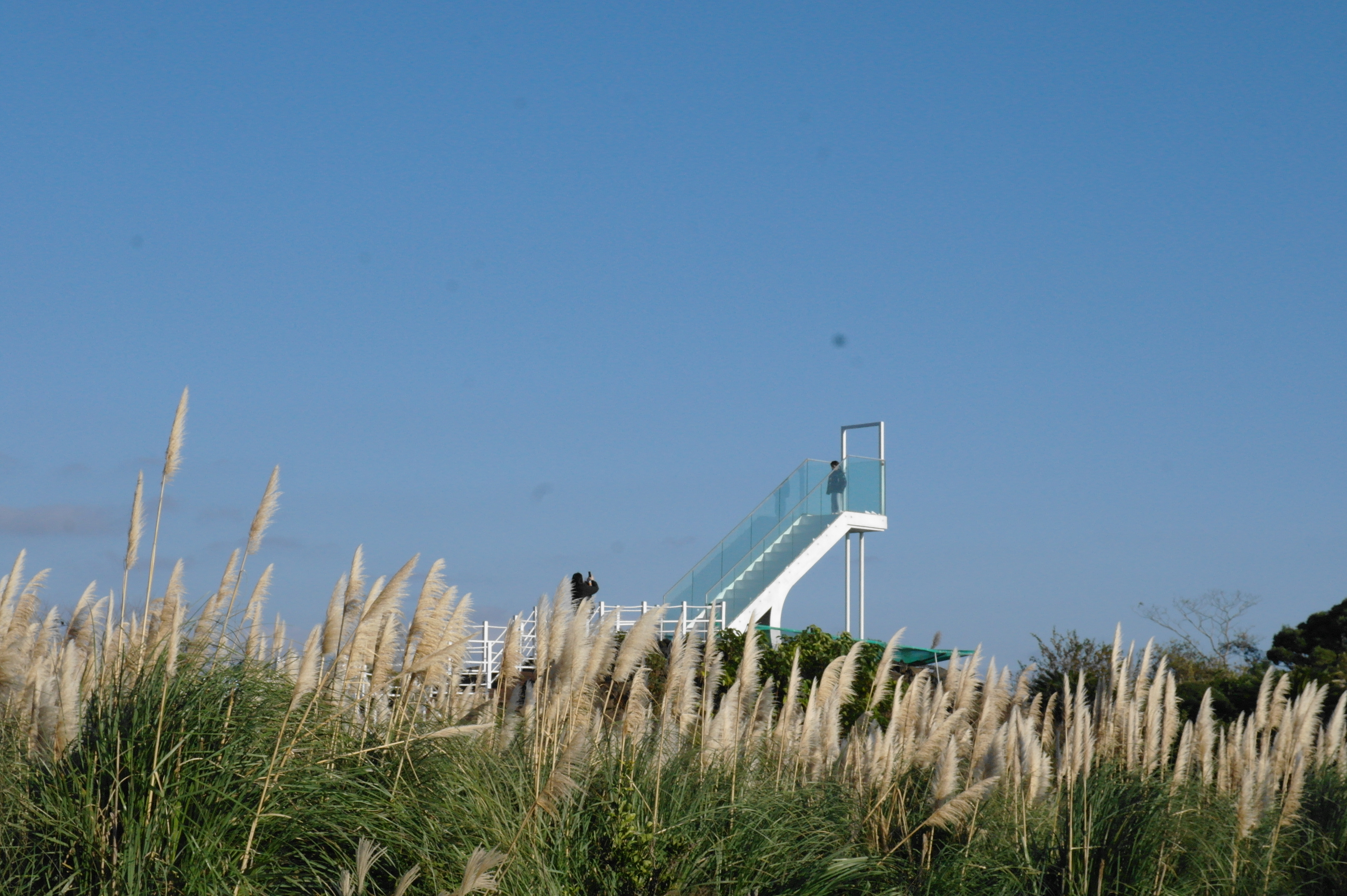 Jeju Tangerine Farm - image 3