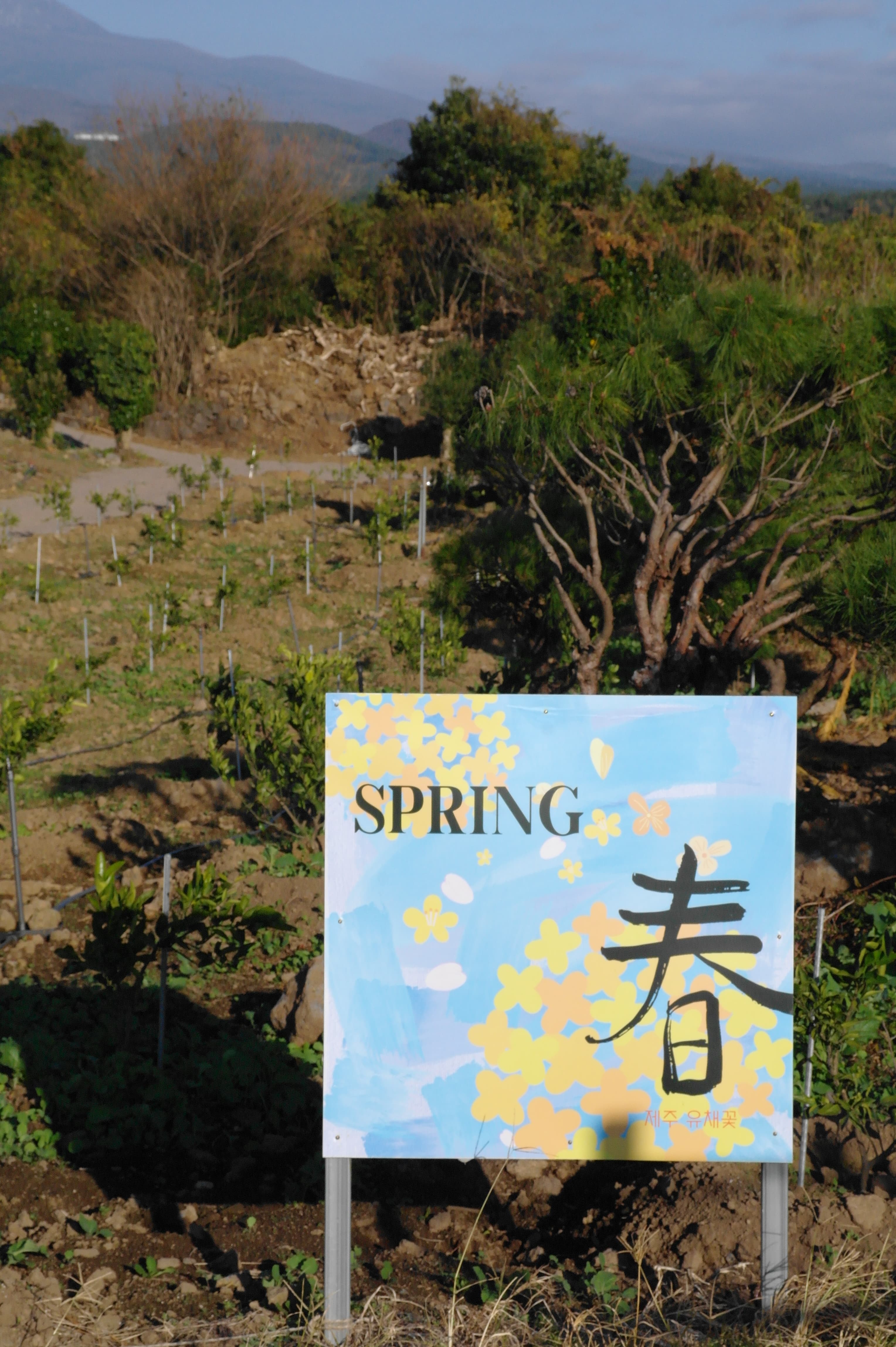 Jeju Tangerine Farm - image 4